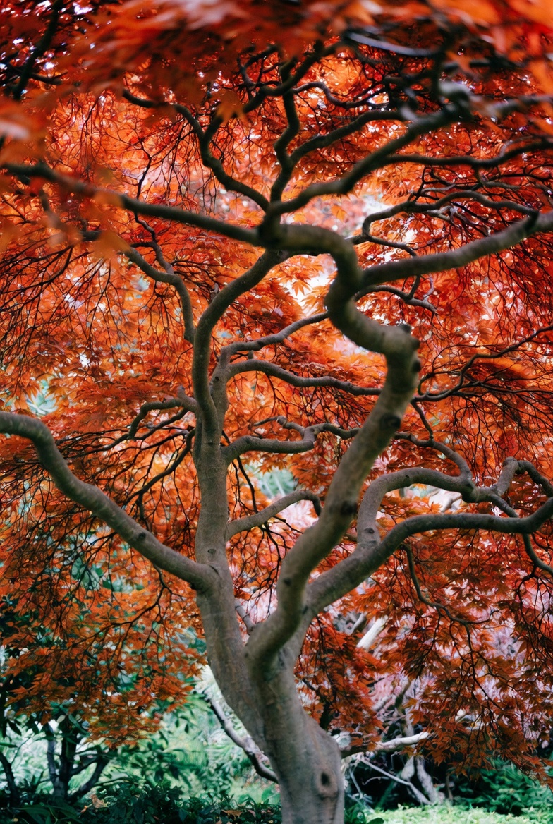 Arborist insurance mature Japanese maple tree with vibrant red orange foliage and graceful form