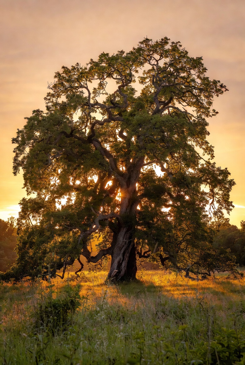 An old majestic oak tree with thick gnarled trunk and sprawling branches representing strength and longevity - Kelly Insurance Group