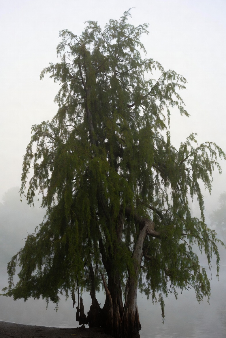Mature weeping bald cypress tree with cascading branches representing complex risk - Kelly Insurance Group