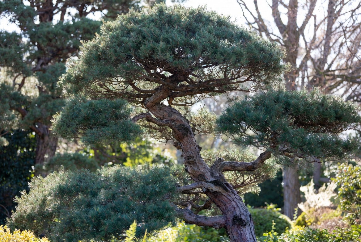 Wide shot of a mature Japanese white pine in a landscape garden - Kelly Insurance Group
