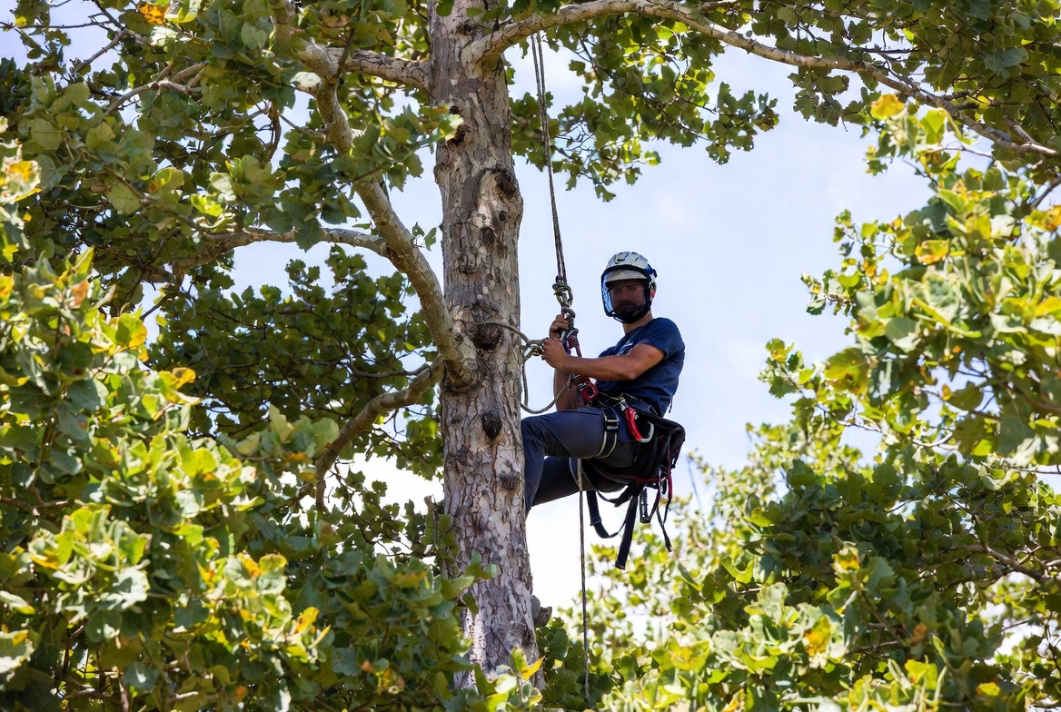 Professional arborist climbing a tall tree with safety harness, ropes, and saddle on an insured tree service operation - Kelly Insurance Group