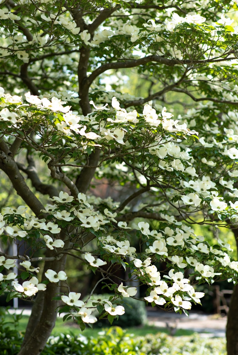 Mature Japanese dogwood tree with white bracts and layered branching - Kelly Insurance Group