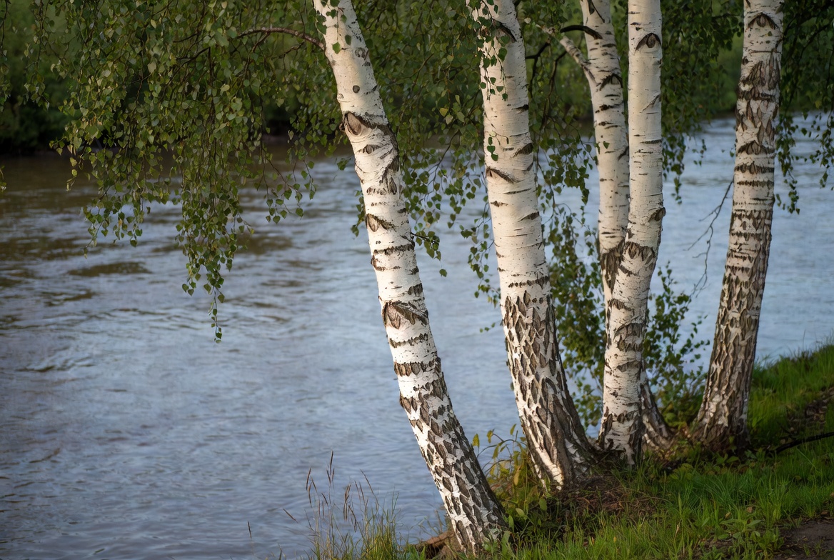 Tree service insurance declined coverage with white river birch trees and peeling bark along riverbank