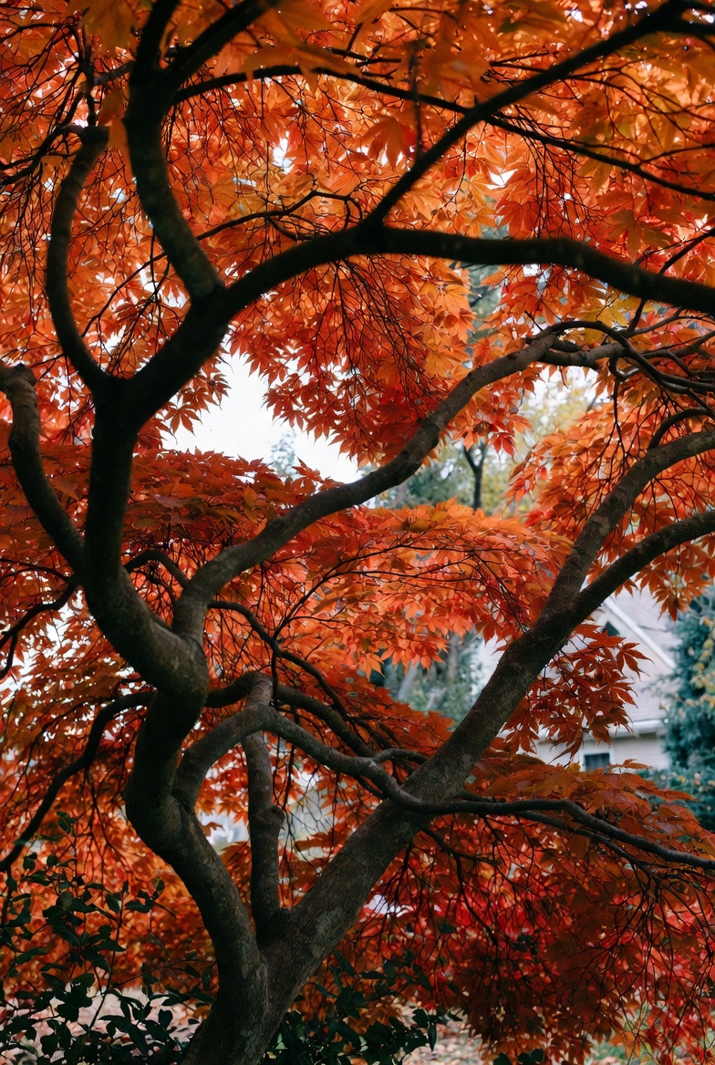 Tree service insurance without workers compensation mature Japanese maple tree with vibrant autumn foliage